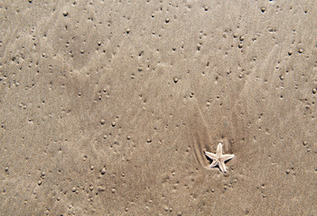 background starfish on the sand