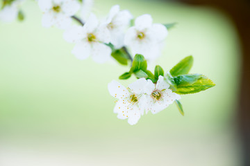 Flower Prunus Domestic