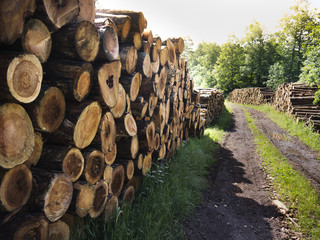 Chopped trees, caber, wooden logs, timber and lumber lying on the pile after deforestation