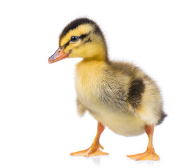 Fototapeta premium Cute little newborn fluffy duckling. One young duck isolated on a white background. Nice small bird.