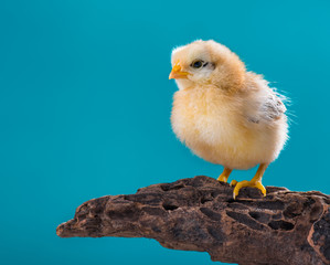 Cute little newborn chicken on blue background, standing on wood. Newly hatched chick on a chicken farm.
