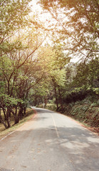 Fototapeta na wymiar curve asphalt road with tree sideway in forest.