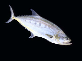 Giant queenfish isolated on black 