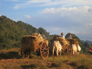 Life on Myanmar's  highlands - Zebus pulling hay cart  © Sergiy