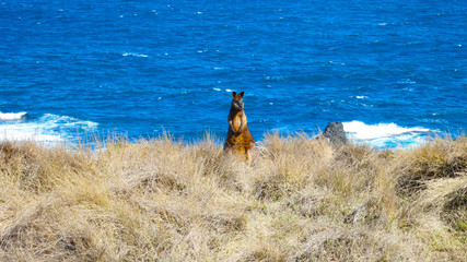 Wild wallaby by the sea off the great ocean road, australia