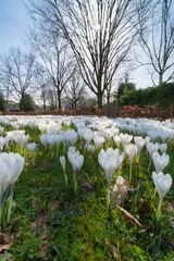 Group of first spring flowers - big white crocuses blossom outside close-up