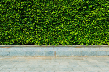 Vertical garden green leaves wall or tree fence behide the road for background.