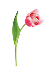 Red tulip with leave on a white background closeup