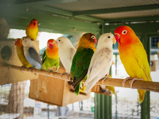 Beautiful Love Birds.