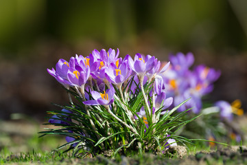 Group of first spring flowers - purple crocuses blossom outside close-up