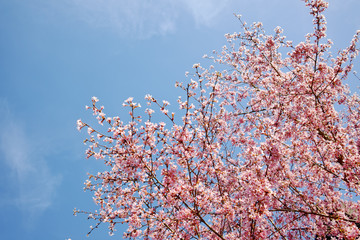 Spring pink blossom tree and blue sky