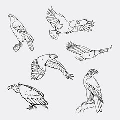 Hand-drawn pencil graphics. Birds of prey set. - 140486913