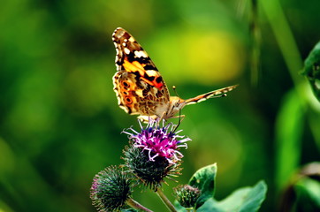 Schmetterling I