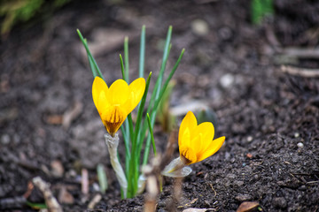 Obraz premium Spring has come. Bright and beautiful snowdrops, violets and crocuses have bloomed, covering the ground colorful flower carpet. The first warmth, the first flowers first love. Spring.