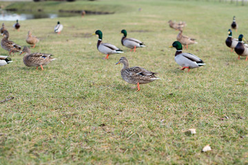 feeding the ducks in the park