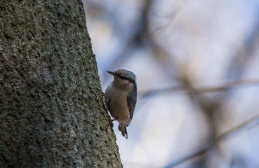 Eurasian nuthatch, wood nuthatch (Sitta europaea)