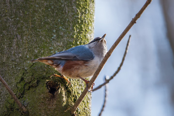 Eurasian nuthatch, wood nuthatch (Sitta europaea)