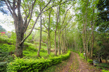 autumn forest,nature green wood sunlight backgrounds.view inside of the forest on the trees,Sunlit Spruce Tree Forest,selective focus,vintage color.