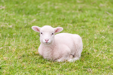 Naklejka na ściany i meble A cute lamb is lying in the grass