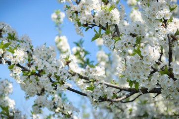 cherry blossoms