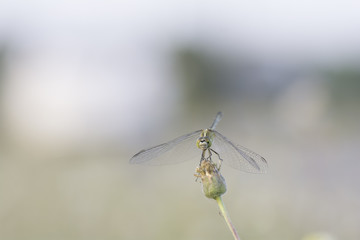 Dragonfly perched on grass flower