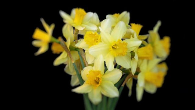 Cut daffodils rotating isolated on black.