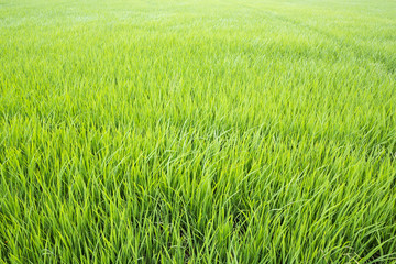 Green rice field background.