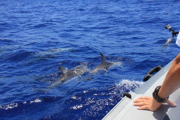 dolfijnen drijvend langs de toeristische cruiseboot, fotografie springende dolfijnen