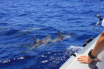 Foto auf Acrylglas Delfin Delfine, die entlang des Touristenkreuzfahrtbootes schwimmen, Fotografie springende Delfine
