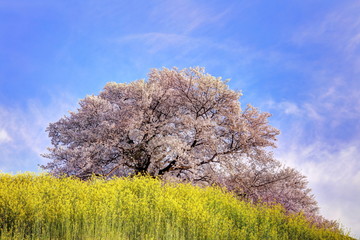 桜咲くさきたま古墳公園