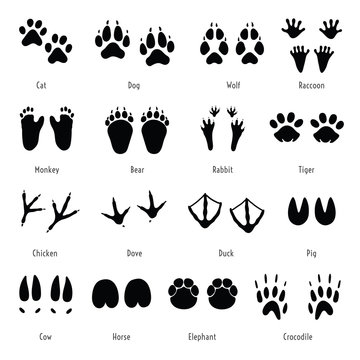 Foot trail vector. Animal, birds and reptile footprint set. Collection of foot wild animal prints. Black different silhouettes of tracks with captions.