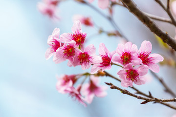Blossom cherry