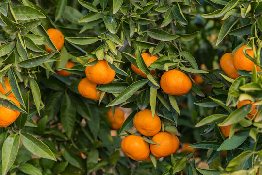 Odling av småcitrus, clementiner