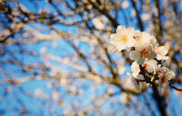background of spring white cherry blossoms tree