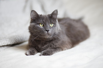 Gray fluffy cat lying on the sofa - 140491541