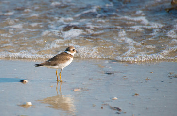 sand piper