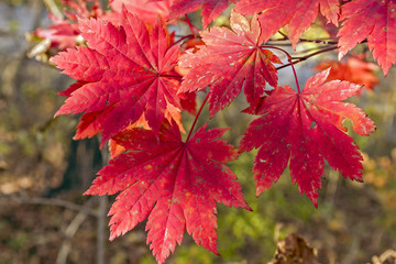 Red autumn leaves