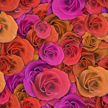 Colorful background with rose flower.