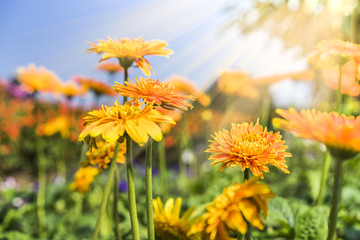 Blurred spring background