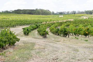 Fototapeta na wymiar Australian Vineyards