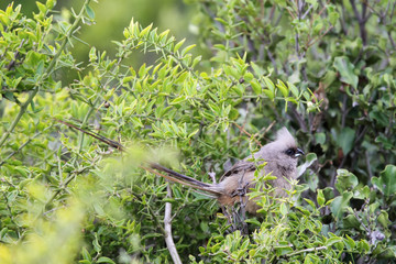 Braunflügel-Mausvogel (Colius striatus) sitzt in einem Busch im Amakhala Game Reserve, Eastern Cape, Südafrika.