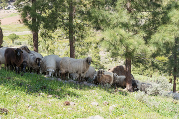 Naklejka na ściany i meble Some sheep in the shade of the trees in the mountains