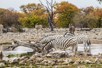 Fototapeta na wymiar A herd of Burchell`s zebra drinking at Goas waterhole in Etosha national park, Namibia