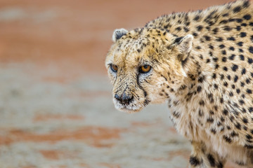 Portrait of a gloomy injured cheetah (Acinonyx jubatus) © Anna