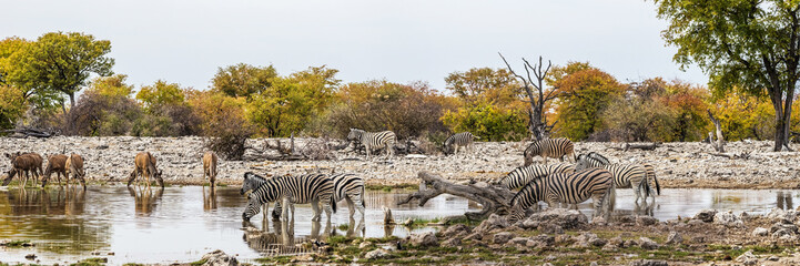 Panoramic view of Goas waterhole with Greater Kudu antelopes and Burchell`s zebras drinking. Etosha national park, Namibia - obrazy, fototapety, plakaty