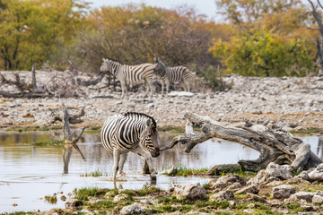 Fototapeta na wymiar Burchell`s zebra standing in water at Goas waterhole in Etosha national park, Namibia