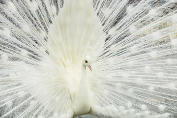 Fototapeta premium beautiful white male peacock spreads tail feathers