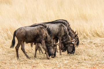 Three blue wildebeests grazing in the grasslands of Kalahari desert, Namibia.