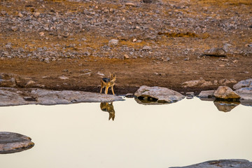 A black-backed jackal (Canis mesomelas) standing at Moringa waterhole in Etosha  national park, Namibia.