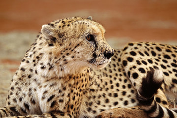 Closeup of sitting cheetah